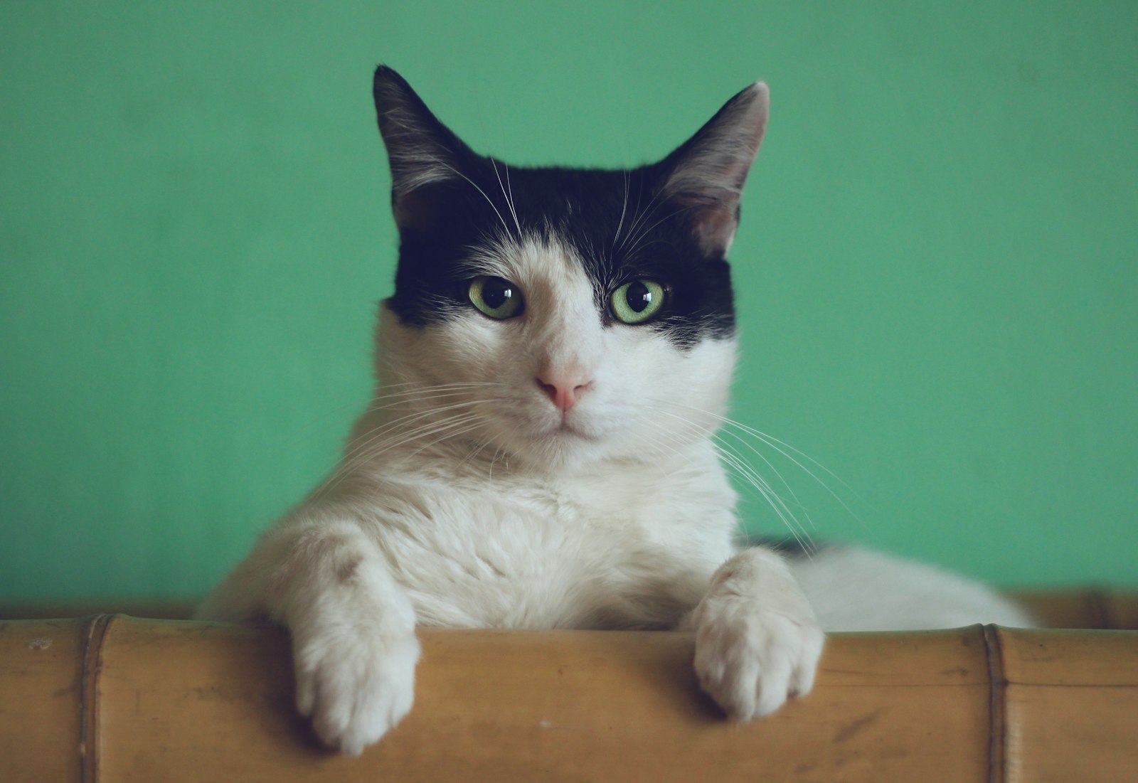 Mabel, a patient at Fern Hollow Veterinary Clinic