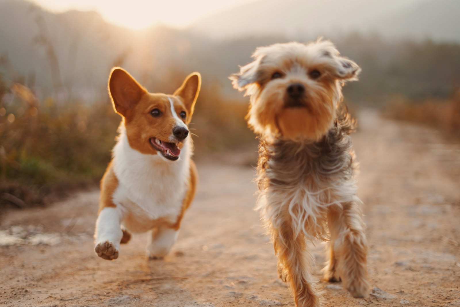 A corgi and a small terrier running side by side down a dirt path in warm golden evening light