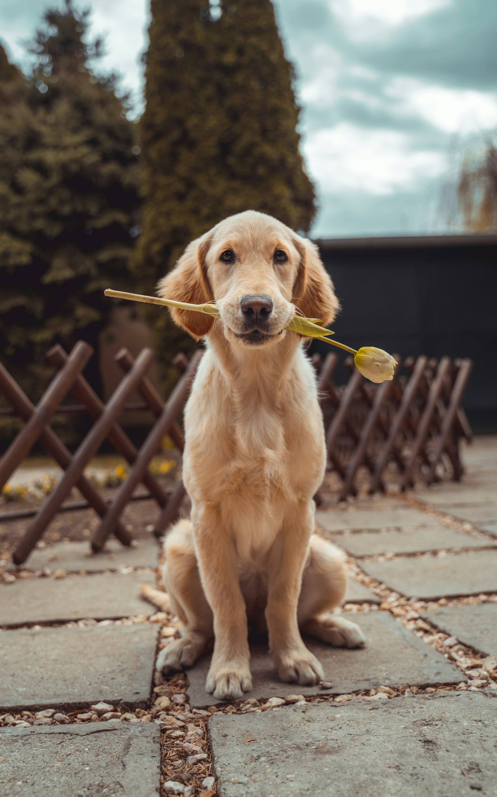 A young golden retriever sitting on a garden path, holding a single yellow tulip gently in its mouth