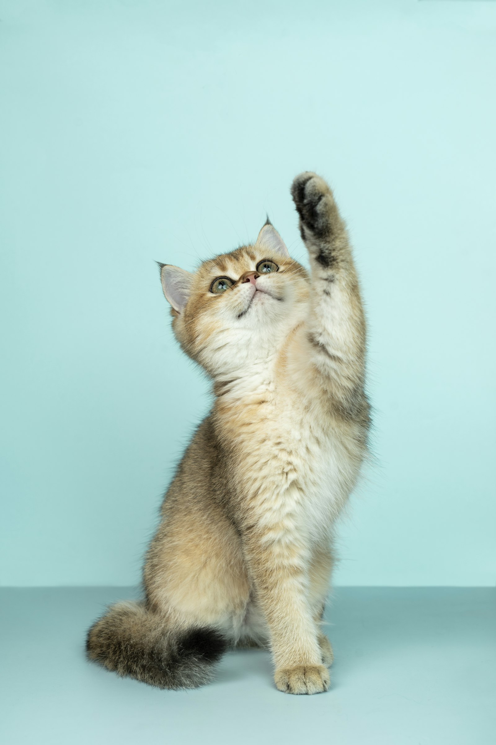 Pim, a patient at Fern Hollow Veterinary Clinic