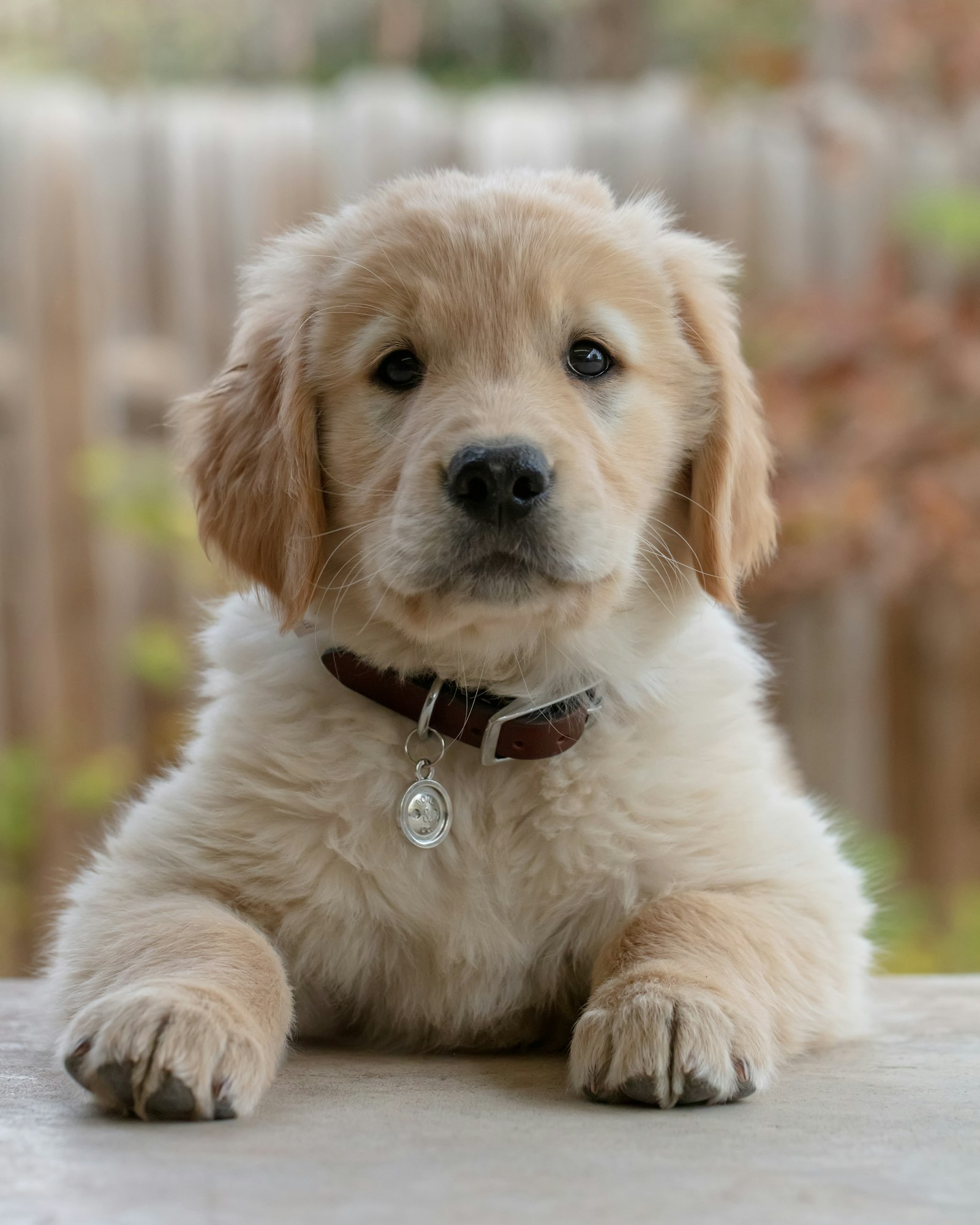 A golden retriever puppy lying down on a patio, wearing a brown leather collar with a name tag