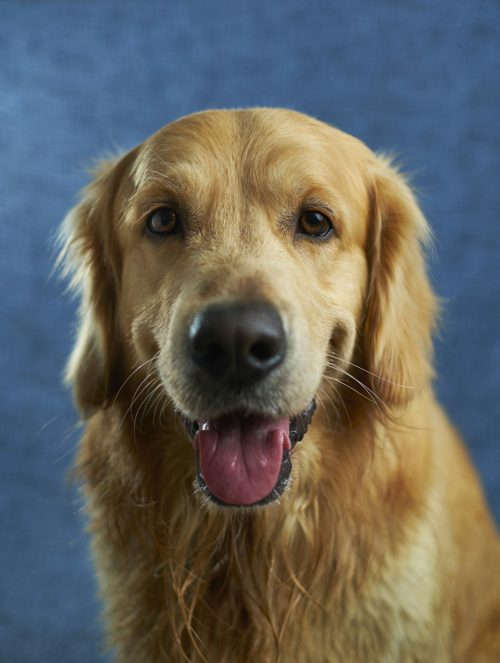 Bo, a patient at Fern Hollow Veterinary Clinic