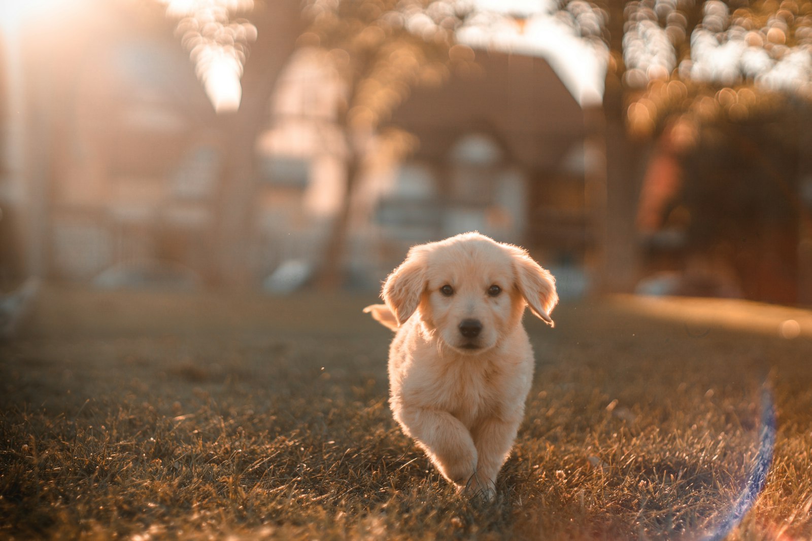 A cream-coloured puppy trotting across a lawn in warm late-afternoon light